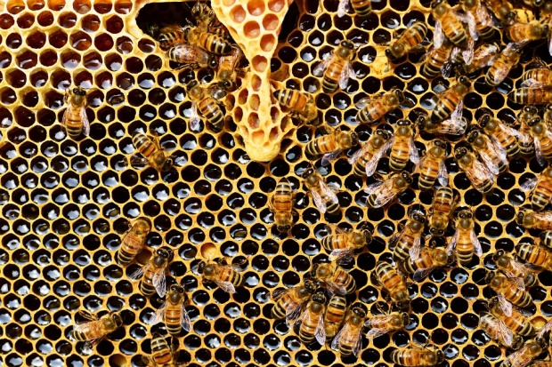 Пчелите гинат по време на цъфтеж