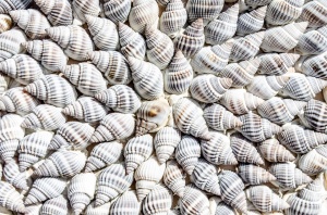 Забранява се риболовът на бели пясъчни миди в Черно море