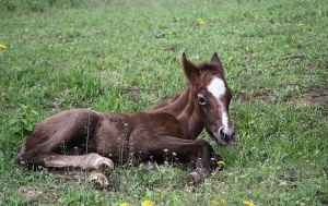 Откриха умъртвени коне в село до Панагюрище