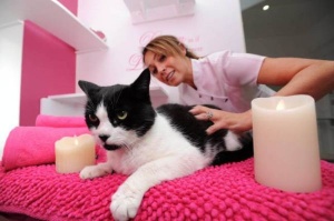 Луксозен хотел за котки в Хърватия