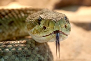 Няма отровни змии в градските паркове у нас
