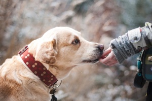 В Стара Загора правят нов приют за 200 кучета