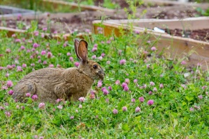 Разселват диви зайци в Североизточна България