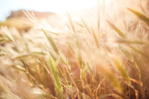 Десислава Танева: 5,4 млн. тона пшеница е очакваната реколта тази година