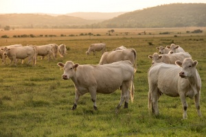 Фонд „Земеделие“ започва прием на документи за помощи за животновъди