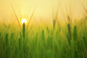 Към момента са ожънати 22 % от засетите площи с пшеница в страната
