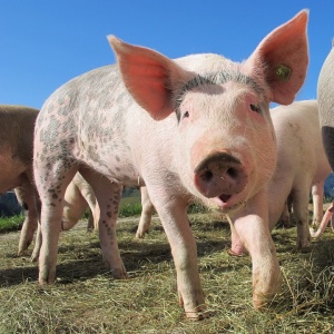 БАБХ потвърди нови шест огнища на Африканска чума при домашните свине в област Плевен