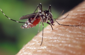 Пръскането срещу комари по поречието на река Дунав стартира на 12 юли от град Козлодуй