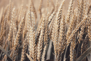 Добричките зърнопроизводители очакват с около 10 на сто по-малко реколта
