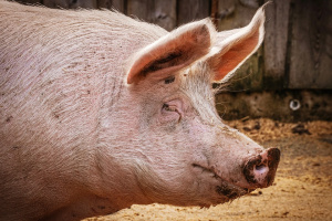 Две нови огнища на Африканска чума при домашни свине за първи път в област Русе