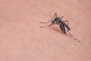 Пръскат за трети път срещу комари в Ямбол