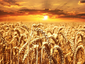 Двойно по-ниски добиви на пшеница в Русенско заради дъждовете