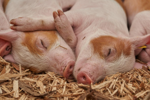 Продължава умъртвяването на хилядите свине в Русенско