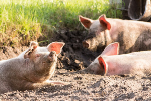 Умъртвяват прасетата в още един индустриален свинекомплекс в Русенско