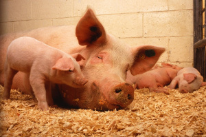 Започна умъртвяването на 40 000 прасета в свинекомплекса в село Бръшлен