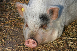 БАБХ потвърди нови огнища на Африканска чума при домашни свине  в областите Плевен и Велико Търново