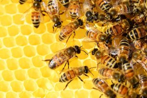 Пестицидите и болестите – основни проблеми за оцеляването на пчелите