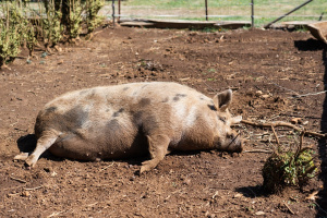 БАБХ потвърди още едно огнище на Африканска чума при домашни свине - във Видин