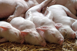 Евтаназират 17 000 прасета от пета индустриална ферма с АЧС