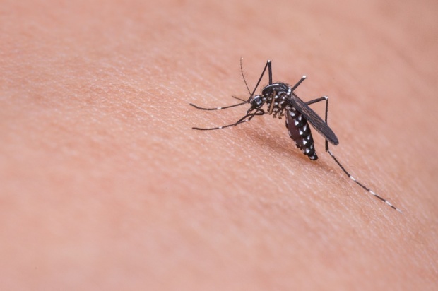 Забавяне в доставка отмени за понеделник пръскането срещу комари в Козлодуй