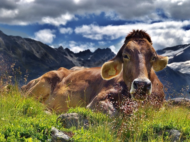 Откриха трупове на крави край Обзор и Ахтопол