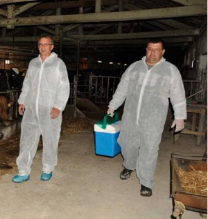 КНСБ: Да се вдигнат заплатите на специалистите, борещи се с африканската чума по свинете