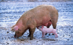Започват евтаназията на прасетата във фермата в Голямо Враново