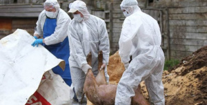 Заплахи за палежи на огромни стопанства заради чумата по свинете