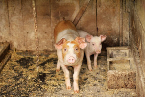 Свинекомплексите в Русенско чакат 1,5 млн. лева компенсации