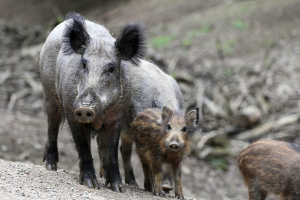 ОДБХ - Кърджали обвини местните ловци, че не отстрелват достатъчно диви прасета