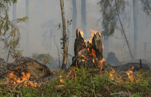 В Хасковско горят 8000 декара, половината са гори