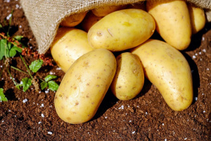 Картофите поскъпнали с близо 50% за година