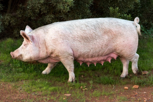 В Плевен и Пазарджик заседават епизоотичните комисии заради африканската чума по свинете