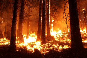 В Русия действат 124 горски пожара на площ от 37 313 хектара