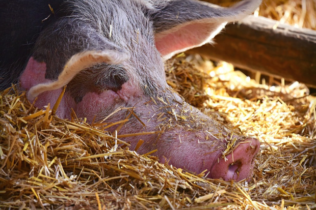 Потвърдиха огнище на чума по свинете и във Варненско