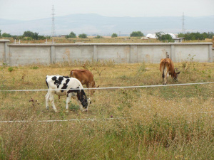 До 31 октомври 2019 г. фермерите доказват реализираното мляко и животни