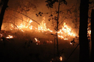 Пореден голям горски пожар лумна в Гърция
