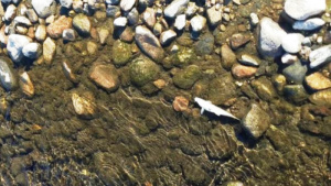 Голямо количество мъртва риба стресна община Карлово и институциите