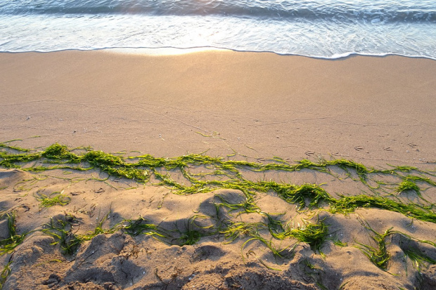 Смъртоносни водорасли се трупат десетилетия по крайбрежие на Франция