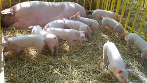 ДФЗ преведе 4,3 млн. лева по схемата за хуманно отношение към свинете