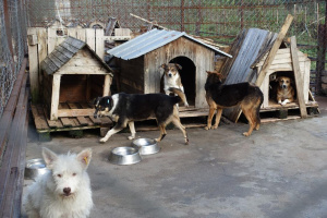 От началото на годината 717 кучета от общинските приюти в София са осиновени