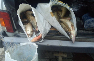 (ВИДЕО) Бракониери опразниха язовир Камчия, извадиха 6 тона риба