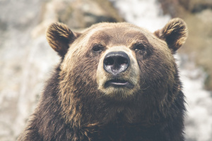 Шест случая на набези на мечки в Смолянско само през ноември