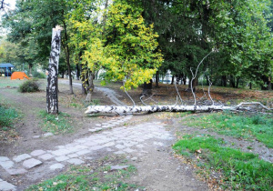 Дърво падна в парк в Пловдив, за щастие няма пострадали