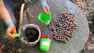 Деца от Ценовско ще засадят нови 150 дръвчета