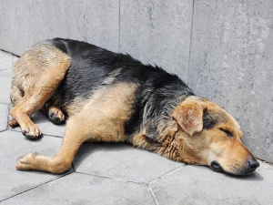 Във Велико Търново събират пари за бездомни животни