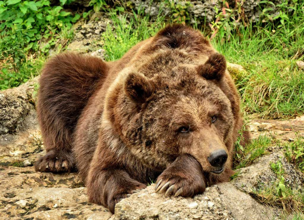 Мечка нахапа жестоко ловец в Стара планина, хищниците не спят заради топлото време