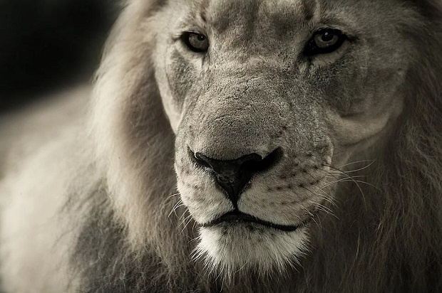 Разследват жестокост към лъва от зоокъта в Разград