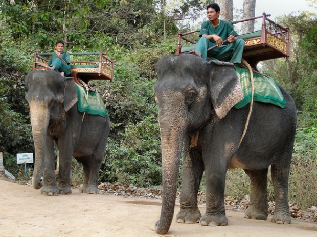 Возене със слон като туристическа атракция в Камбоджа -  вече забранено!