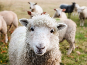 400 овце гладуват след пожар в Пловдивско